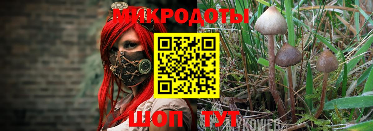 Псилоцибиновые грибы Cubensis Сарапул